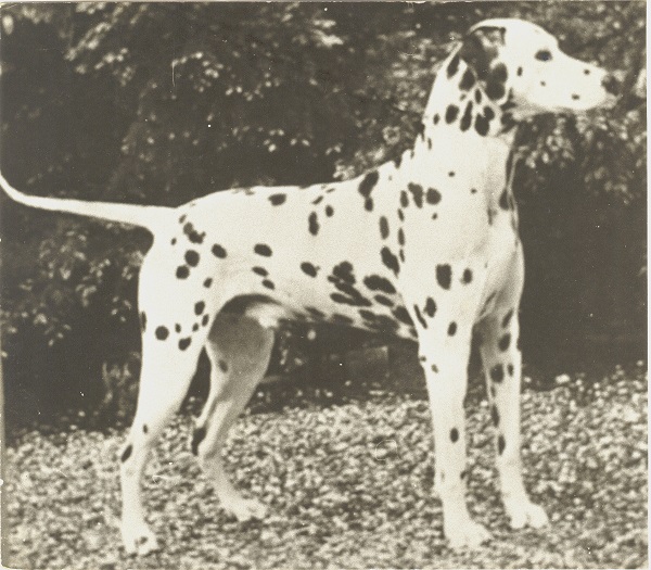 Ch. Cortois Stone Dalmatische hond winnaar 1967 NCDH