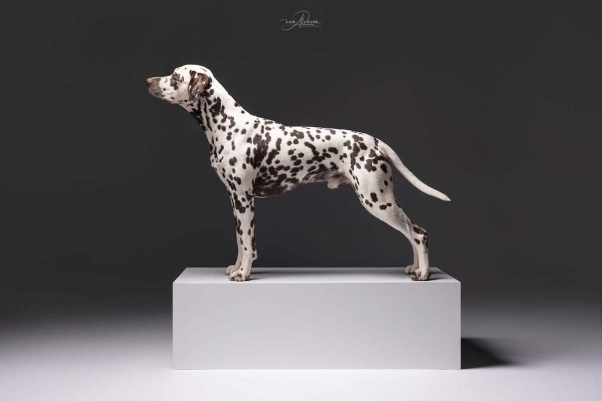 Flying Spots Living Legend "Chip"