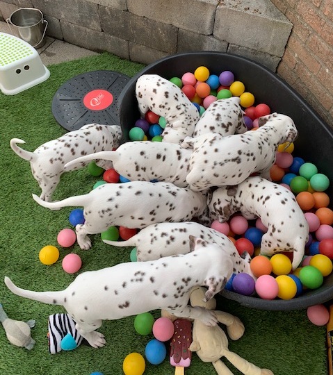 Aanschaf Puppy Dalmatier Kopen NCDH 2022