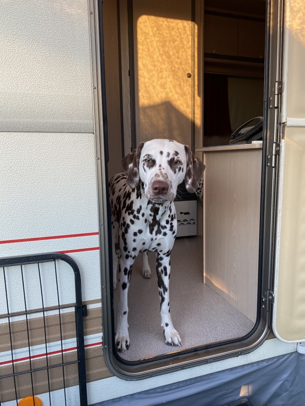 Dalmatische Hond Kamperen NCDH 2023