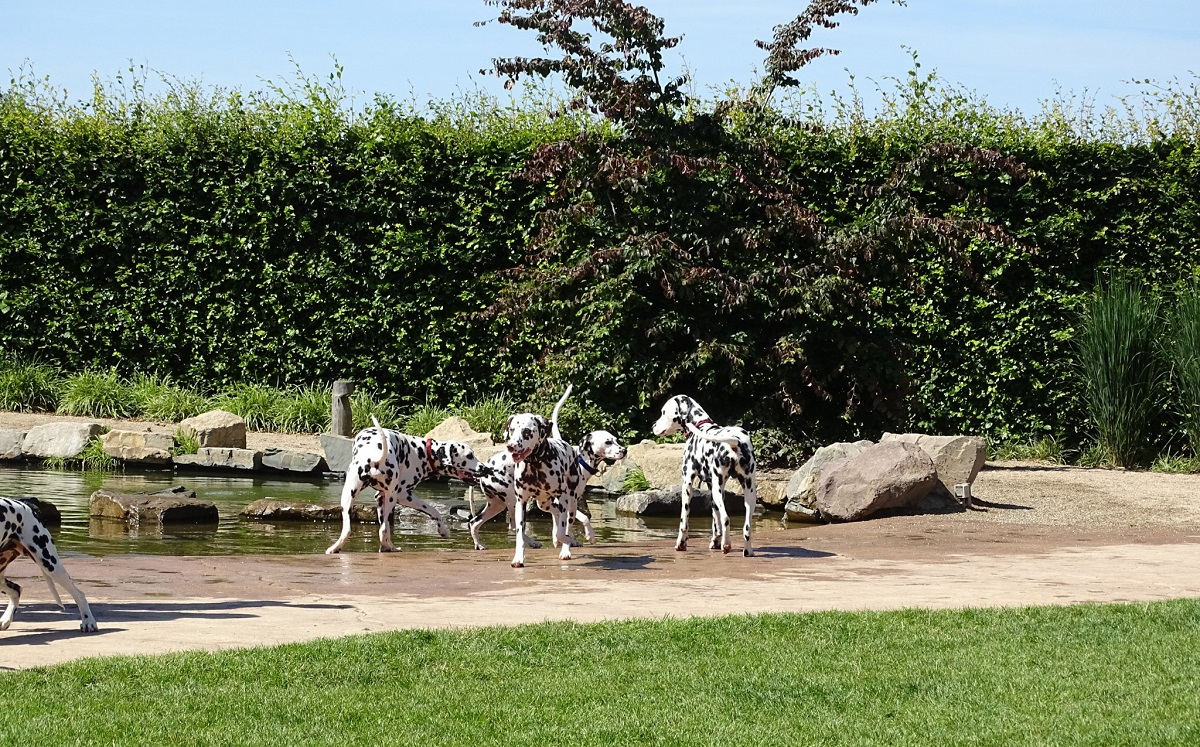 Zwemfeestje Dalmatische honden Splash and Fun NCDH 2022