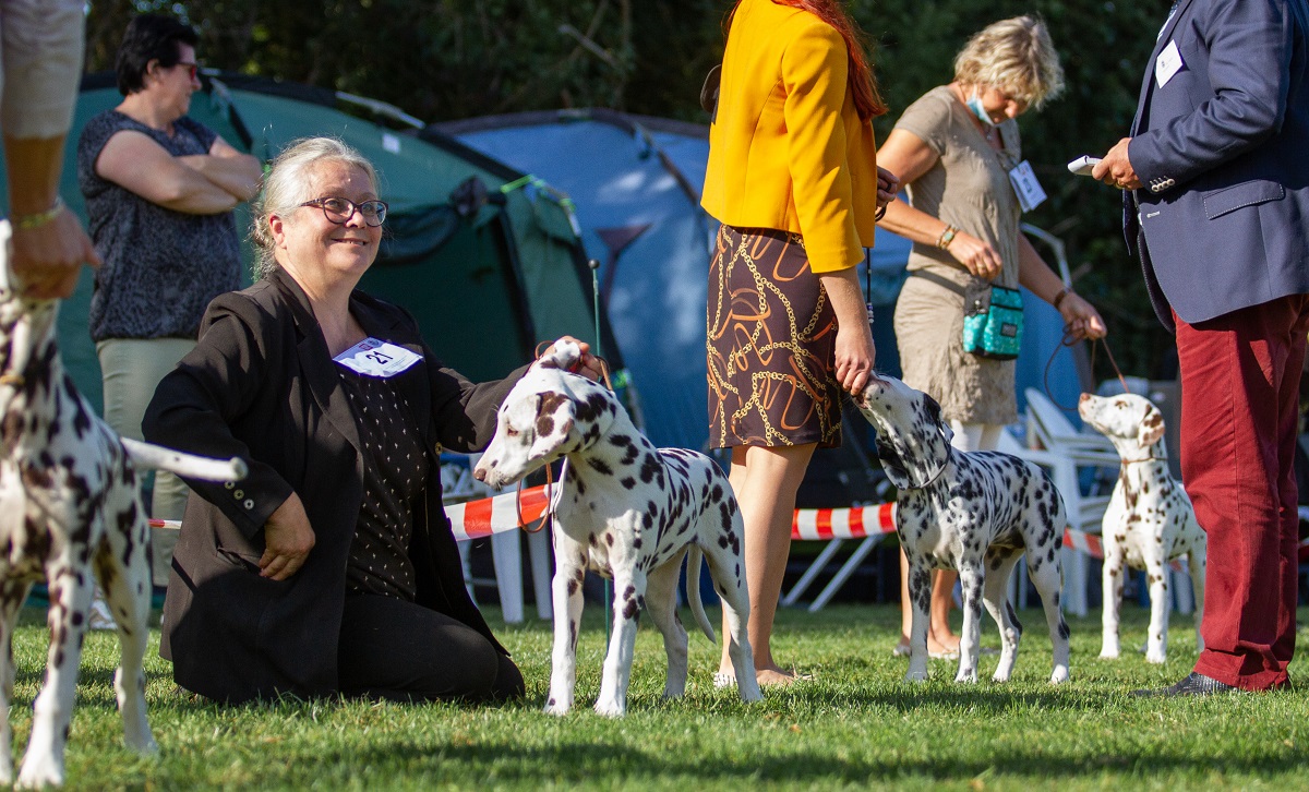 Showen Dalmatier Deelname Hondenshows NCDH 2022