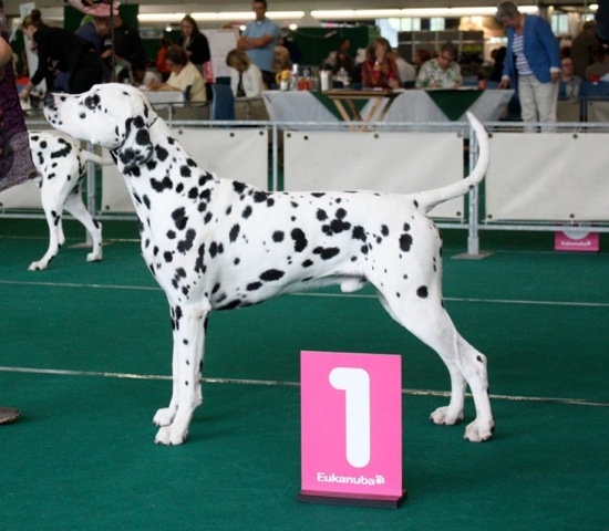 Showen Dalmatische Hond NCDH 2022
