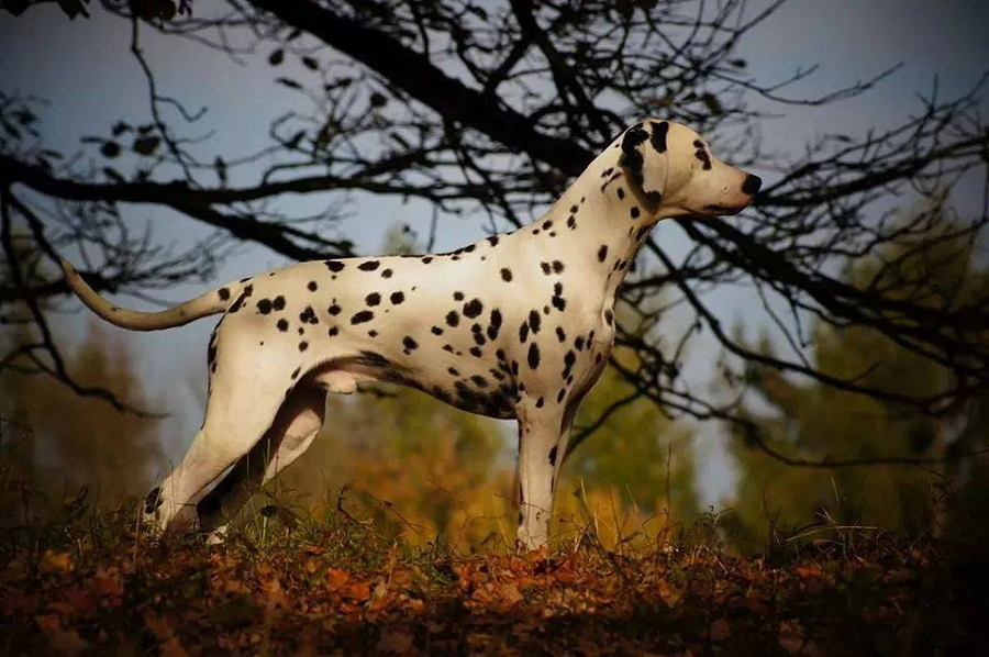 Dalmatian LUA Low Urid Acid Dogs NCDH 2023