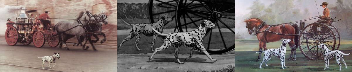 Geschiedenis DalmatischeHond NCDH 2022