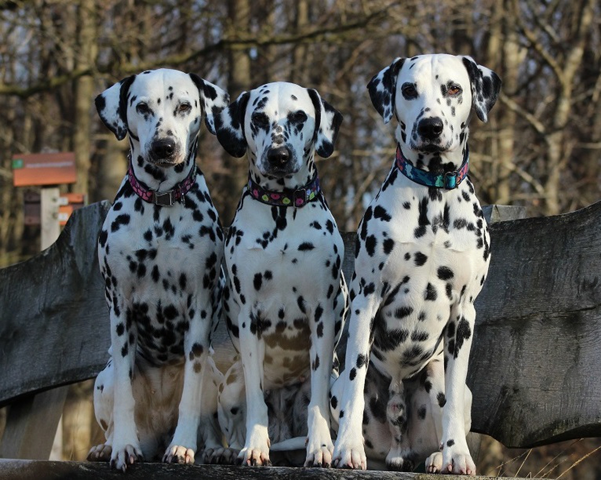 NCDH Lidmaatschap - Samen voor de Dalmatische hond