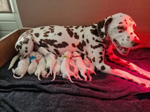 - Lavender dream of apollo estate