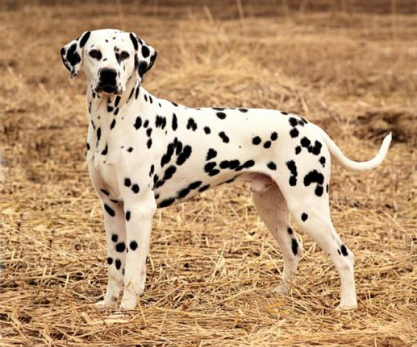 Christian Zakje etiquette Nederlandse Club voor Dalmatische Honden - Nederlandse Club voor  Dalmatische Honden