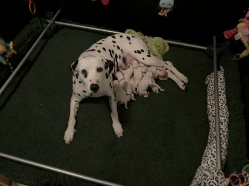 apollo estate - Insomnium Dailluane Flora 'n Fauna for Apollo Estate