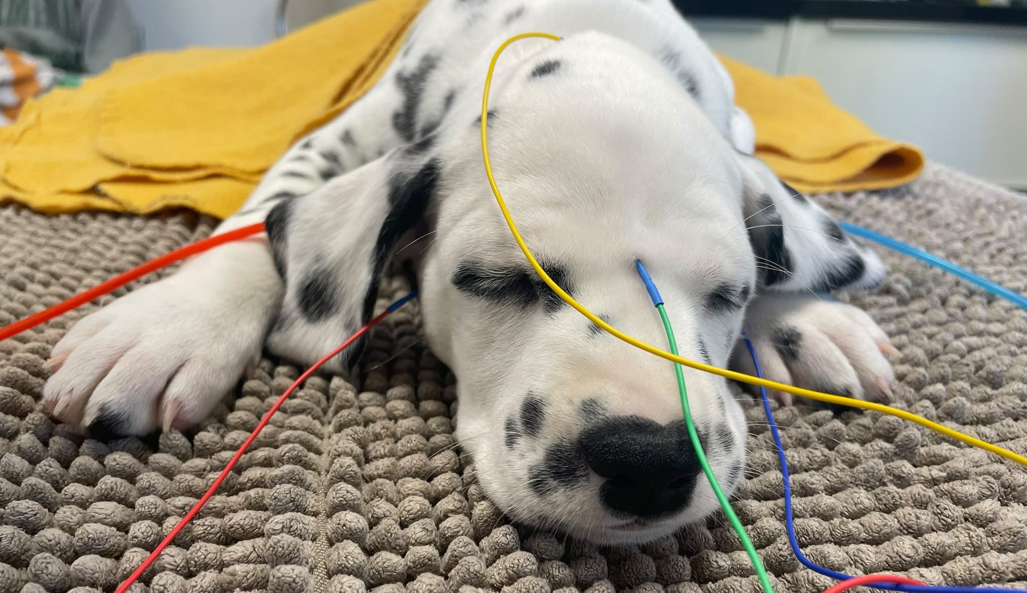 BELANGRIJK: BAER-gehoortest bij puppy’s