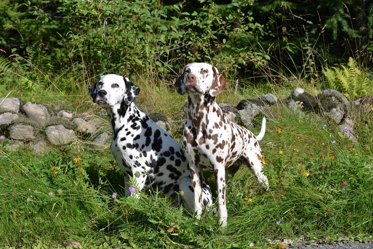 Foknormen Dalmatische Hond