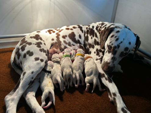 Hagmöll Peppers - Alana