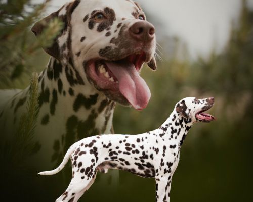 Flying Spots King Of The Meadow "Loki"
