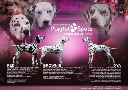 Playful Spots - V.d. Zuidzijde Jelly Popping Candy