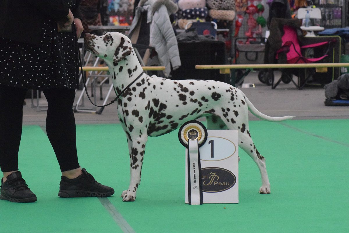 CAC/CACIB 31ST INTERNATIONAL DOG SHOW BLEISWIJK 05-11-2022