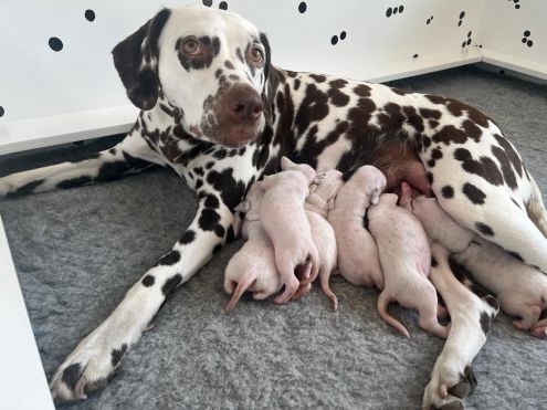 Royal Crown Dalmatians - Whooptihoo’s Fruity Fresh
