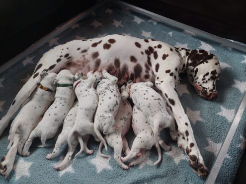 Chloe Charisma von Arabian`s Stud