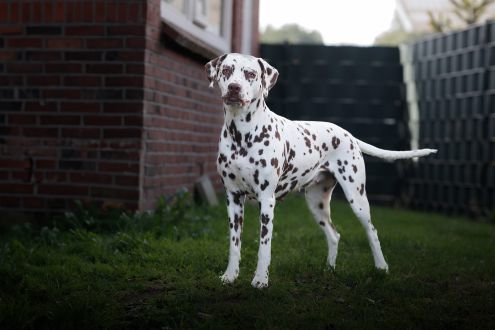Playful Spots - V.d. Zuidzijde Jelly Popping Candy