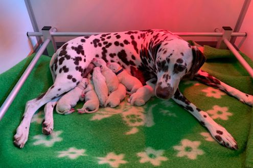 Hagmöll Peppers - Alana