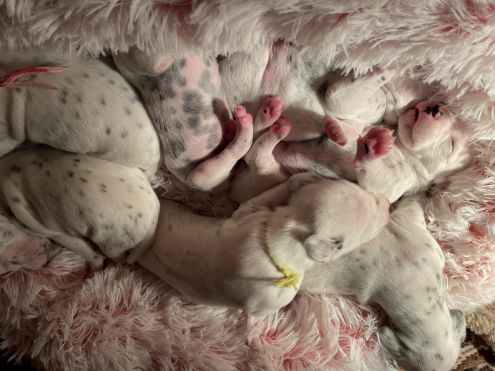 Beech Lane Dalmatians - Spot's Delight Beach Babe