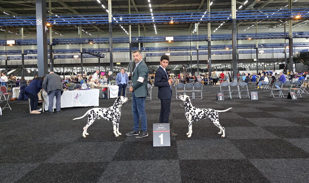 CAC/CACIB 50TH PINKSTERSHOW 08-06-2025