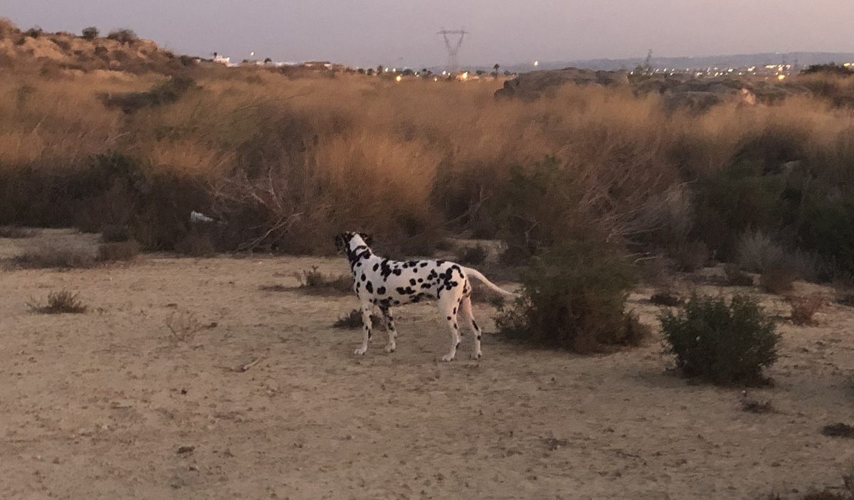 Gratis webinar: “Als je hond vermist raakt… of liever: hoe je dat voorkomt”