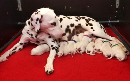 Obonya's pride - Obonya's Pride Ela Anna Rubina