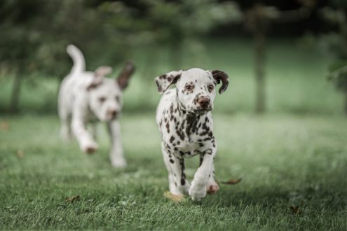 Beech Lane Dalmatians - Beech Lane Silver Maple
