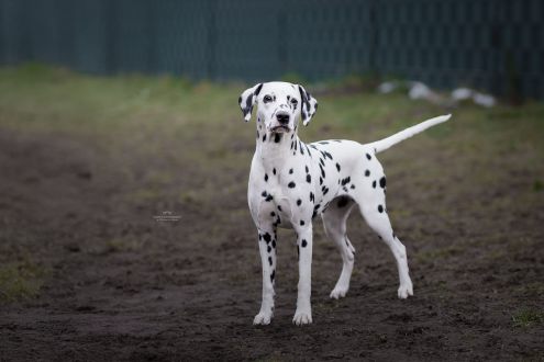 Playful Spots - Puntinato Ballante Wishing White Willow