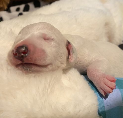 Flying Spots - Whooptihoo’s Crepe Suzette