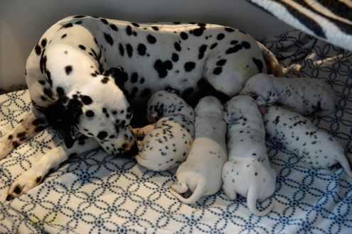 Lady Love Laris of the Three Turnip's