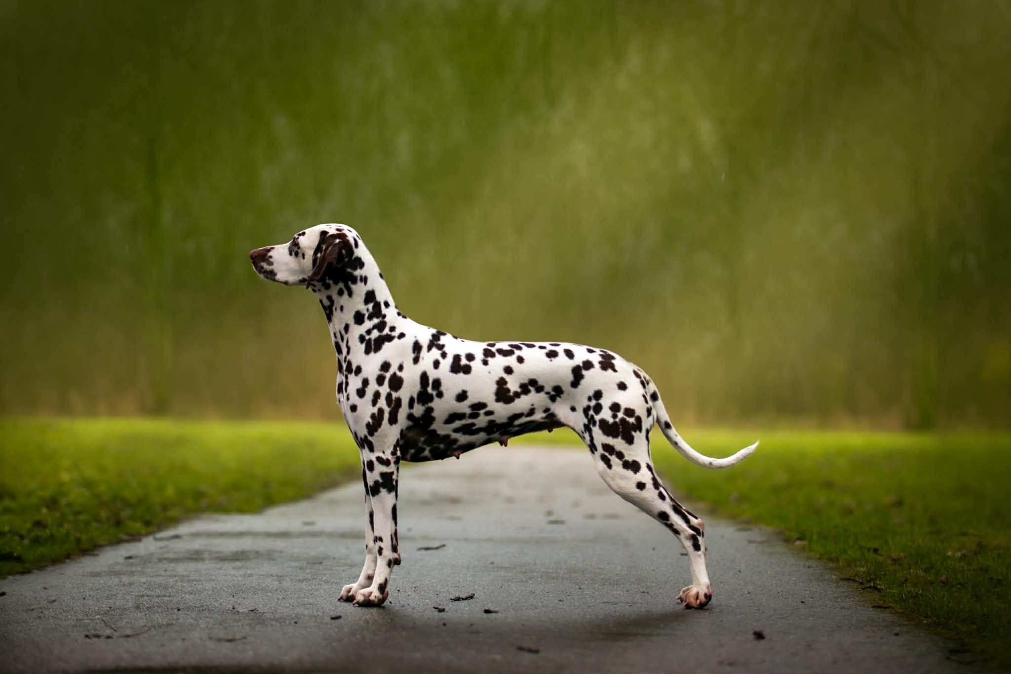 Dogshow Utrecht  05 - 07 - 2026