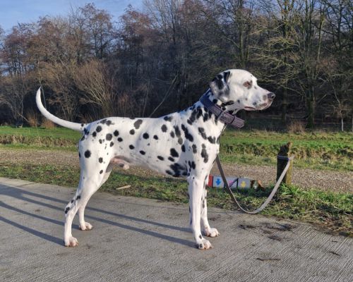 Dutch of the House Kyjano "Matti"