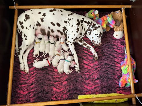Playful Spots - V.d. Zuidzijde Jelly Popping Candy