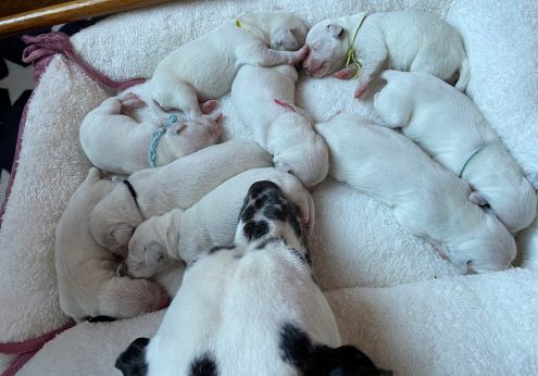 Beech Lane - Beech Lane Silver Maple