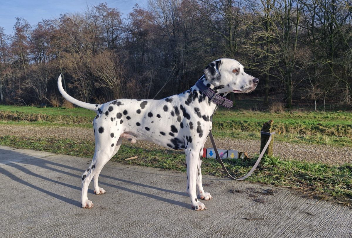 Dutch of the House Kyjano "Matti"