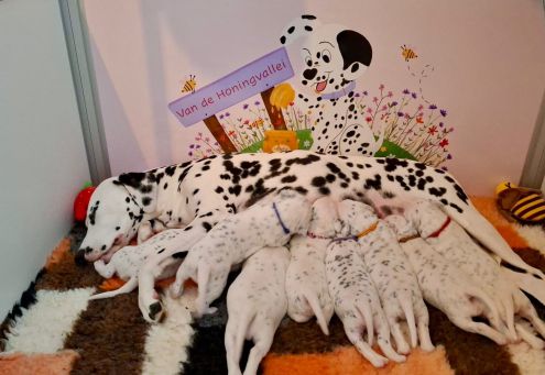 van de Honingvallei - Dalmacademy's Perfect Picture