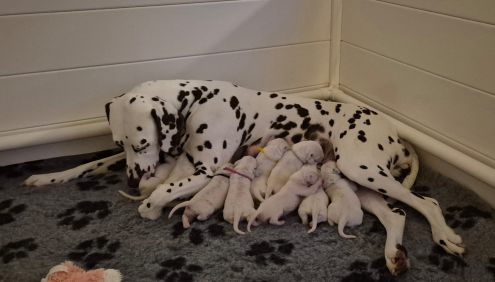 Dalmindy`s Dalmatische honden - Pien