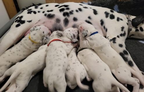 Dots Surprises - Beech Lane Heart Of Gold