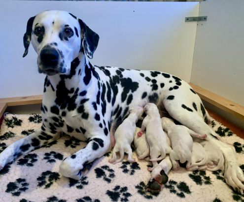 The Astonishing - Numpty The Astonishing