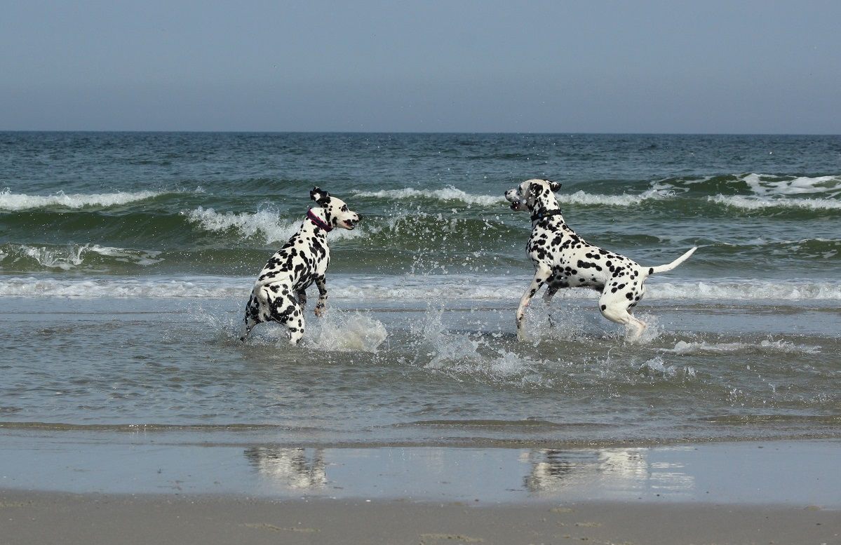 Nederlandse Club voor Dalmatische hHonden