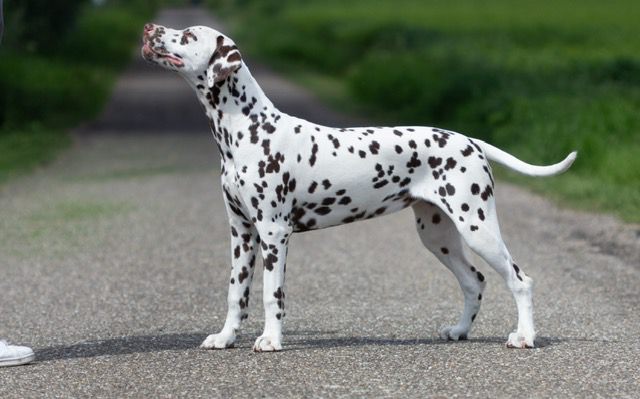 Gundogshow 06-09-2026