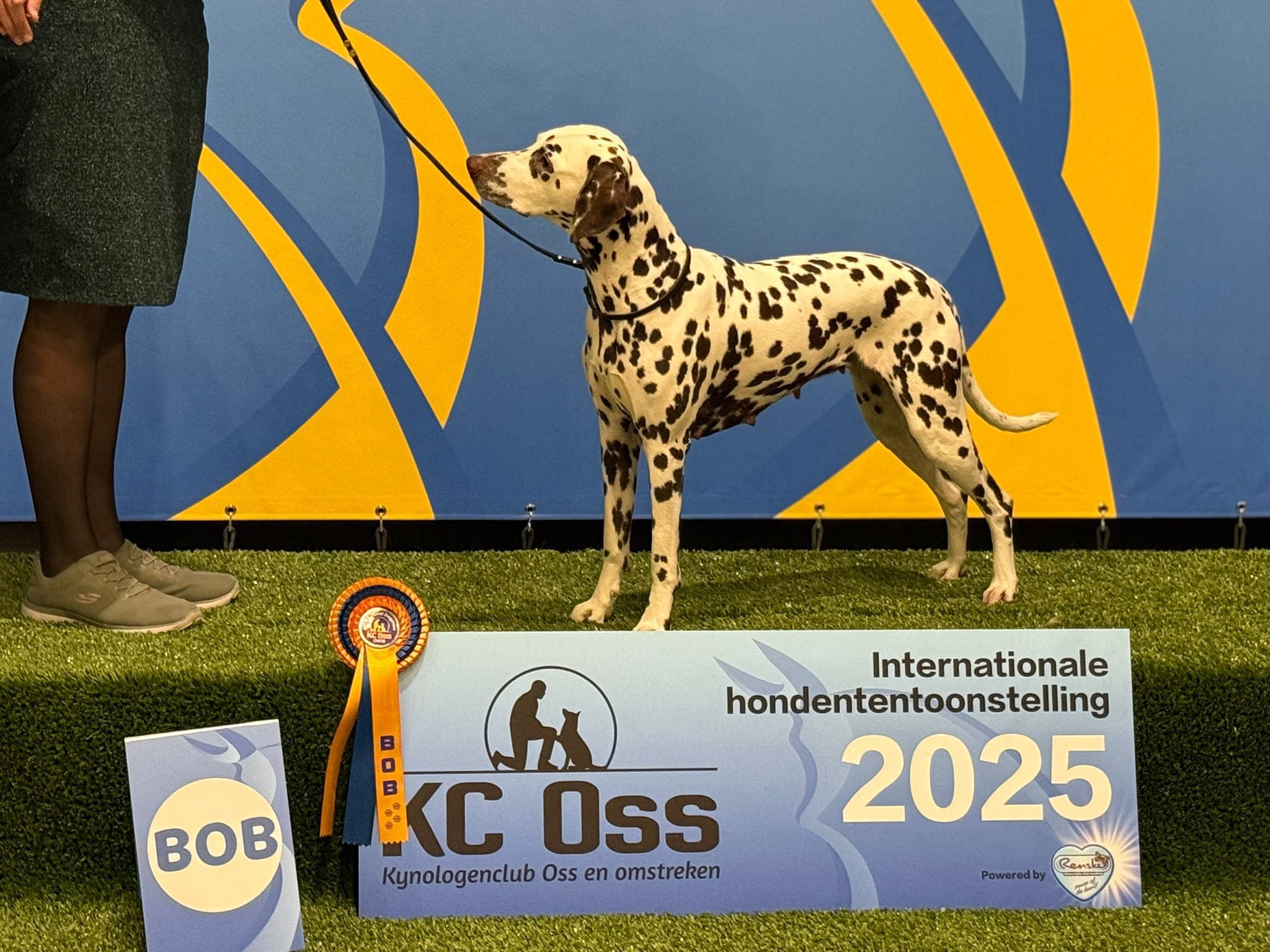 CAC/CACIB DOGSHOW OSS 17-05-2025