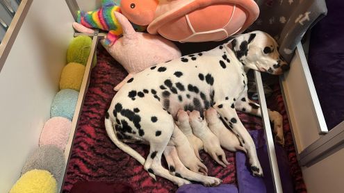 Playful Spots - Puntinato Ballante Wishing White Willow