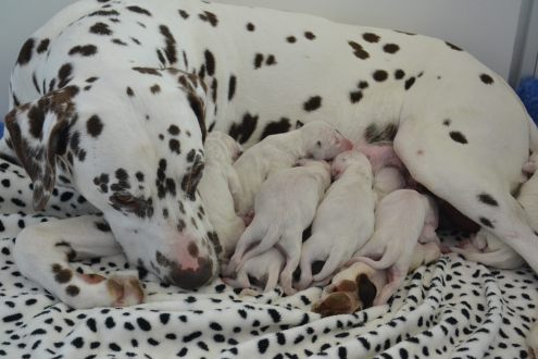 van de Zuidzijde -  Lady New Noraly of the Three Turnip's NJK Benelux Winster '19