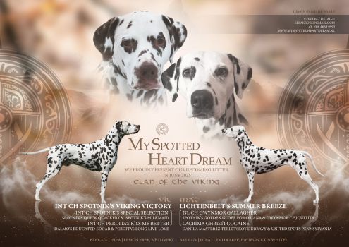 My Spotted Heart Dream - Lichtenbelt's Summer Breeze